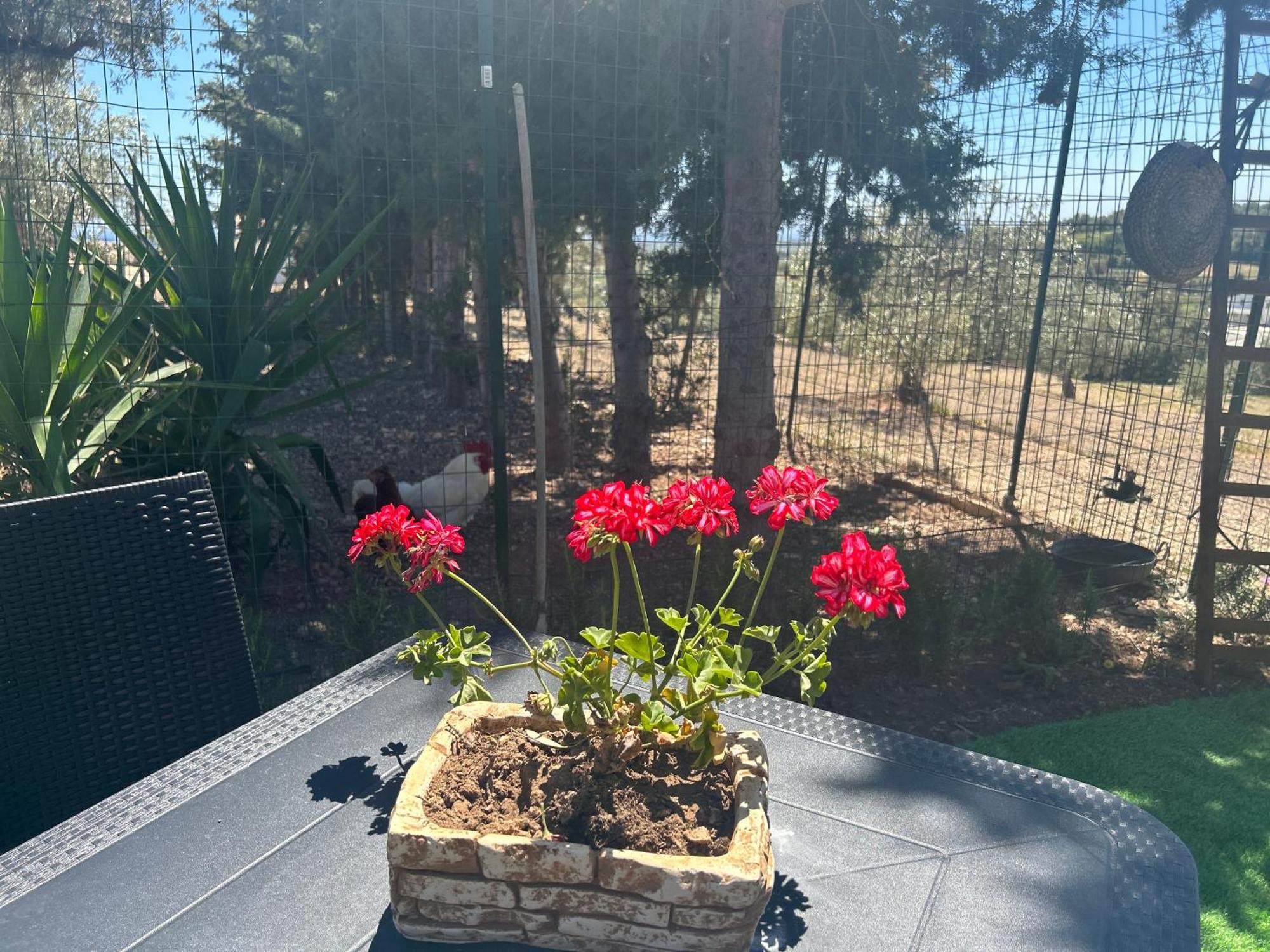 אבולה "The Cottage"With Sea View, Parking & Wifi מראה חיצוני תמונה